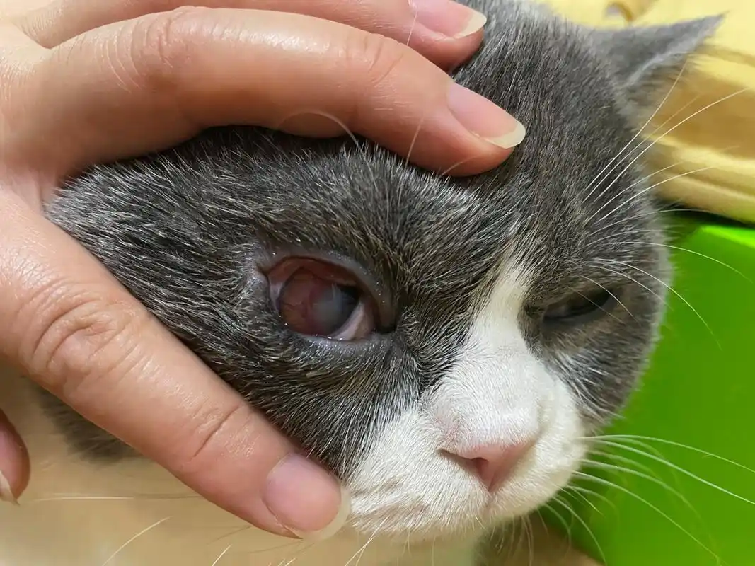 猫咪倒睫下眼皮内卷 从猫的眼睛突然有一边睁不开说起!