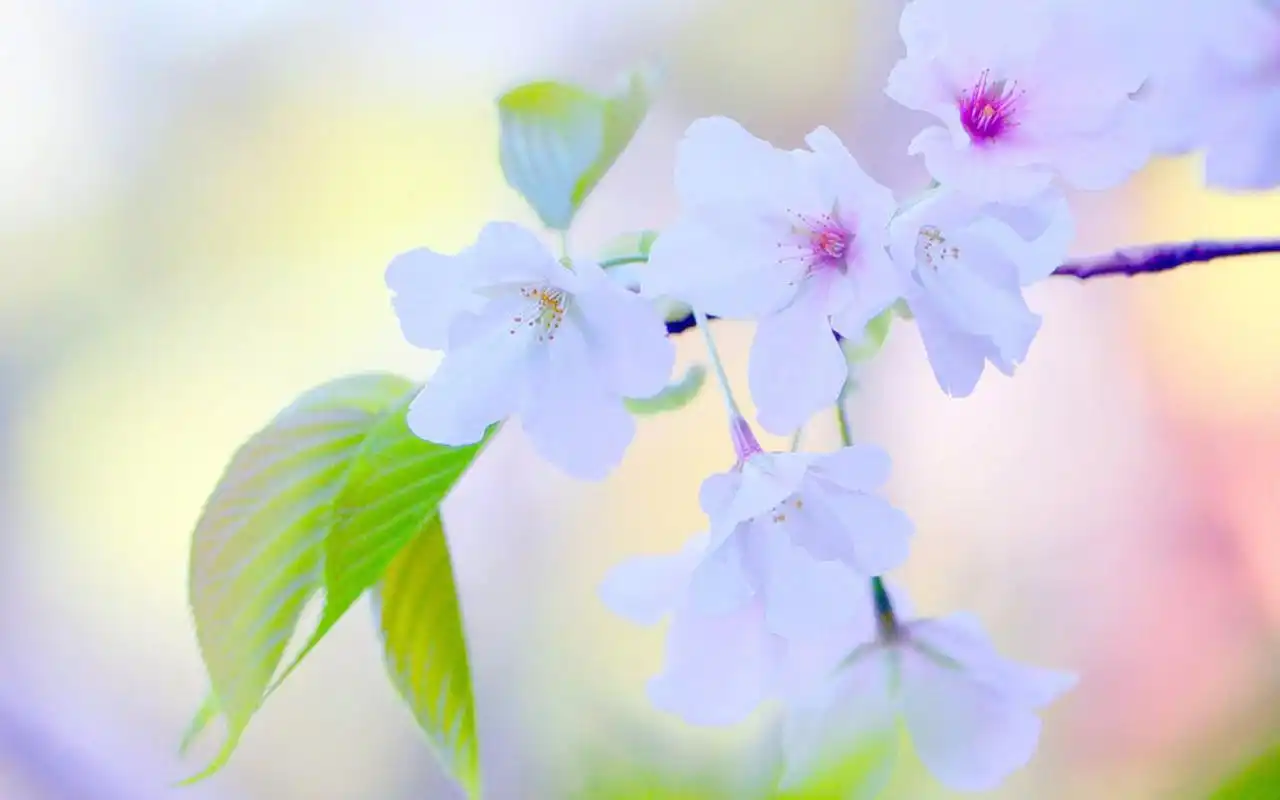 花朵是最自然最真实的美,是春天的花,不为争春,只为活过,无需绚烂