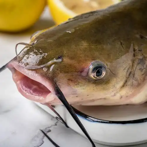 清江江鱼江2条鮰鱼开背烤鱼鲜活斑点叉尾白回长手机保护套