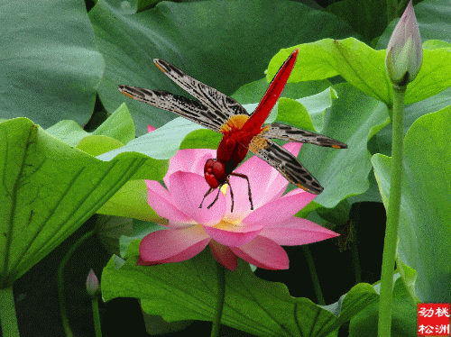 500_374gif 动态图 动图