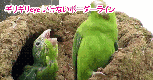 500_262gif 动态图 动图