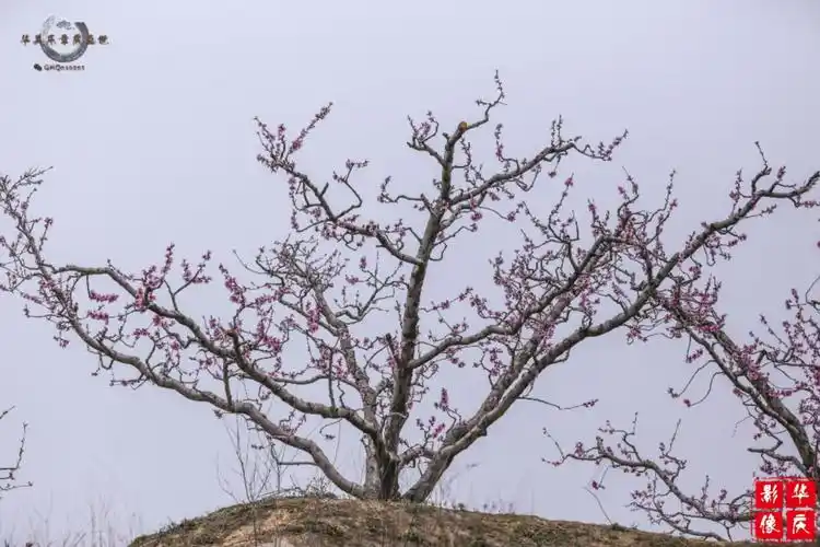 2016年4月8日—20日 2016保定坨南桃花节地点:河北保定满城区坨南乡