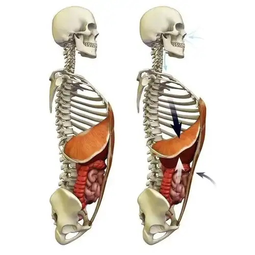 膈肌是人体中最重要的肌肉,没有之一.