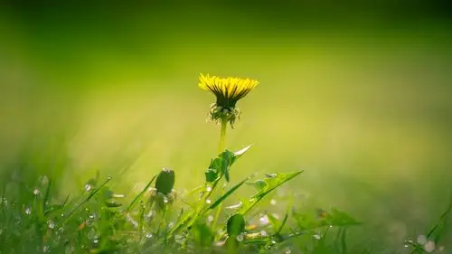 悠悠寸草心,植物-回车桌面