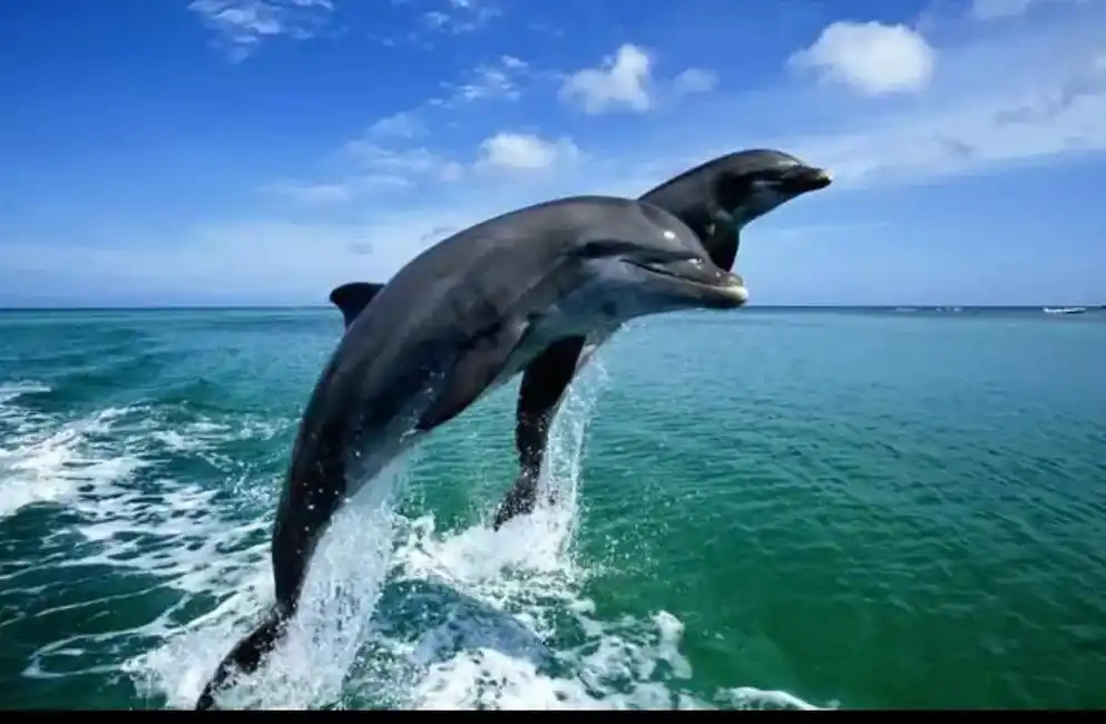 小海豚 - 七月傻丫头 - 抖音