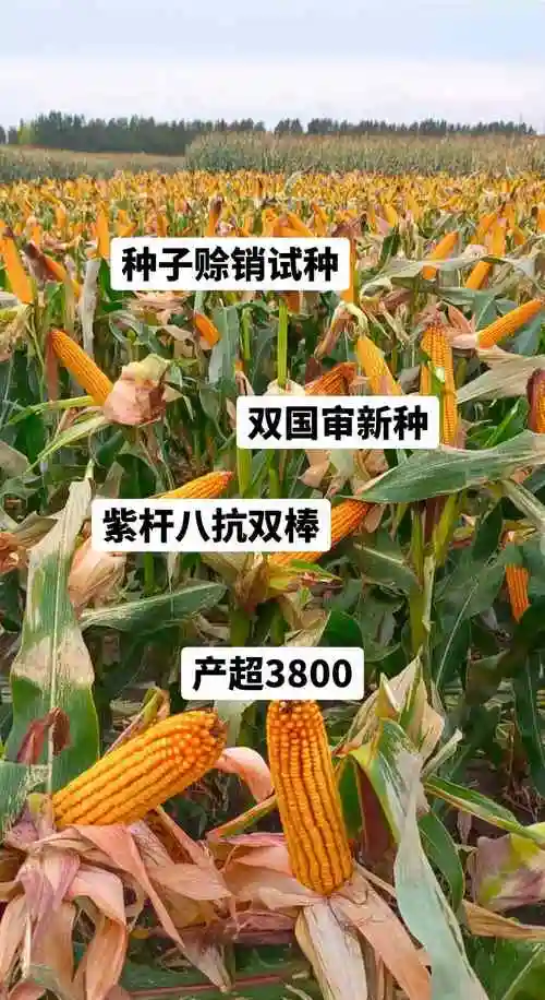 抗涝倒伏 紫根大棒不倒秧 玉米王中王 亩产3800 农业部重 - 抖音