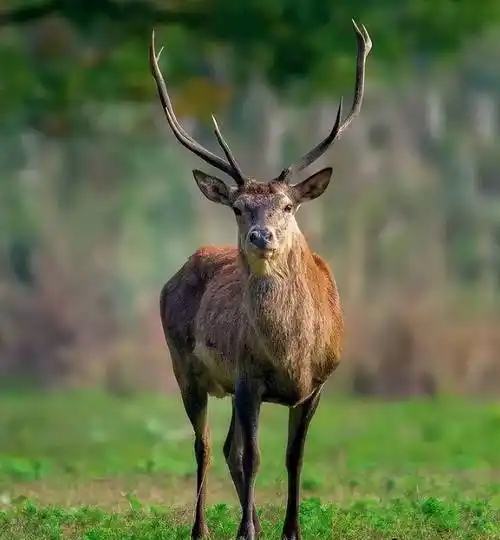 89年西藏护林员救下马鹿,5年后护林员神秘失踪,马鹿引出重要线索