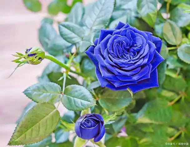 蓝色妖姬月季花是真的存在吗