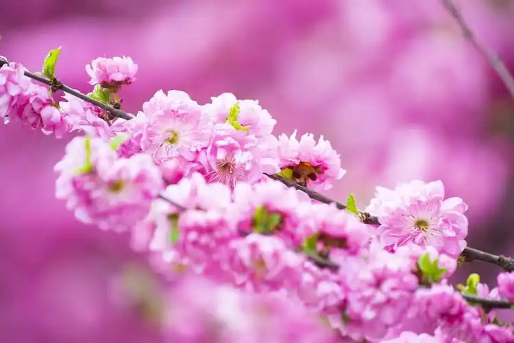 粉色---花卉高清图片素材(横屏)20200314 - 知乎