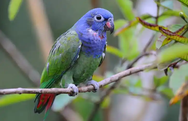 p>蓝头鹦哥(学名: i>pionus menstruus /i>)是 a href="#">鹦鹉科 /a