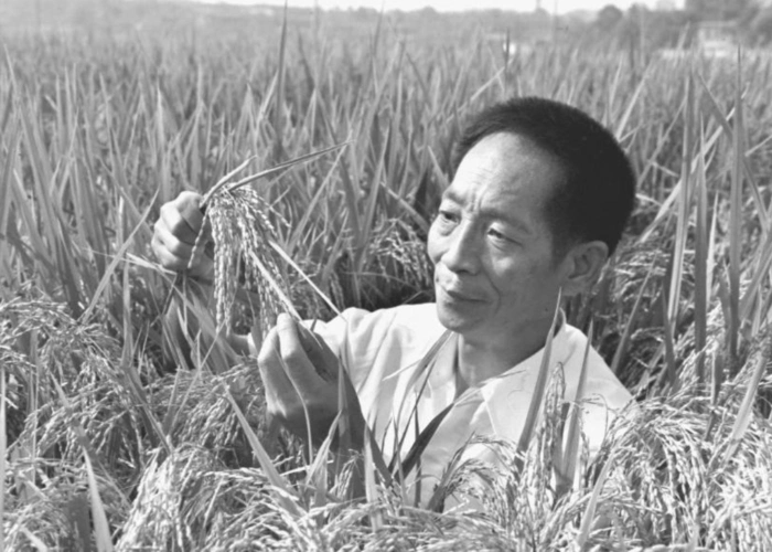 "杂交水稻之父"袁隆平去世