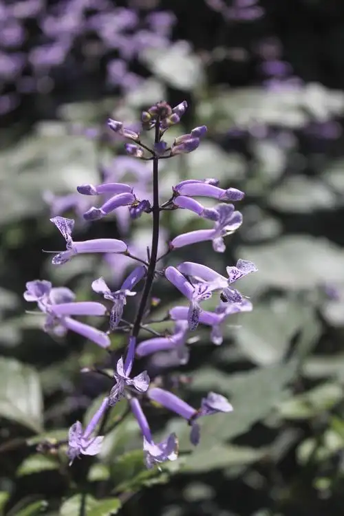 分享到:  今天 15:53 网友采纳 中文名:特丽莎香茶菜 别称:梦幻紫,紫