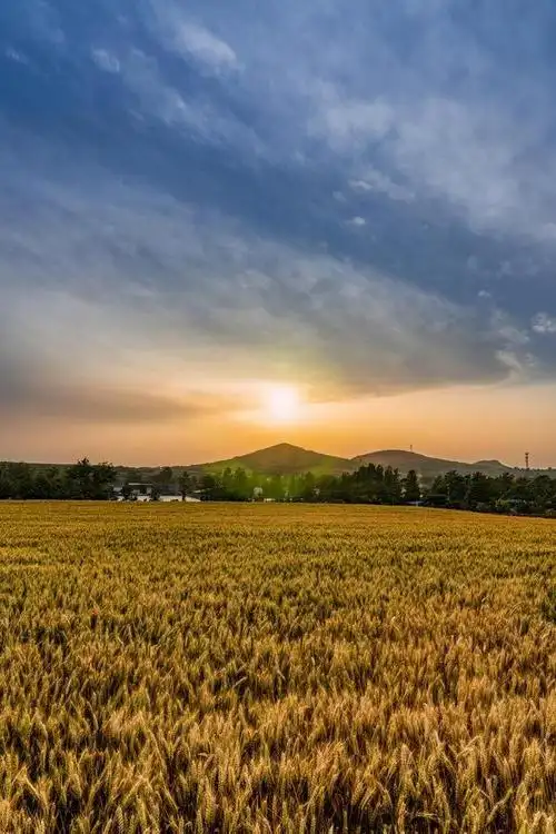 禹州麦田里的五彩版画