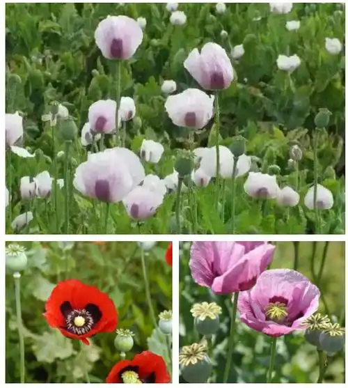 也有花朵为蓝色或暗红色,紫色▼罂粟的花瓣有重瓣的,颜色多是红色