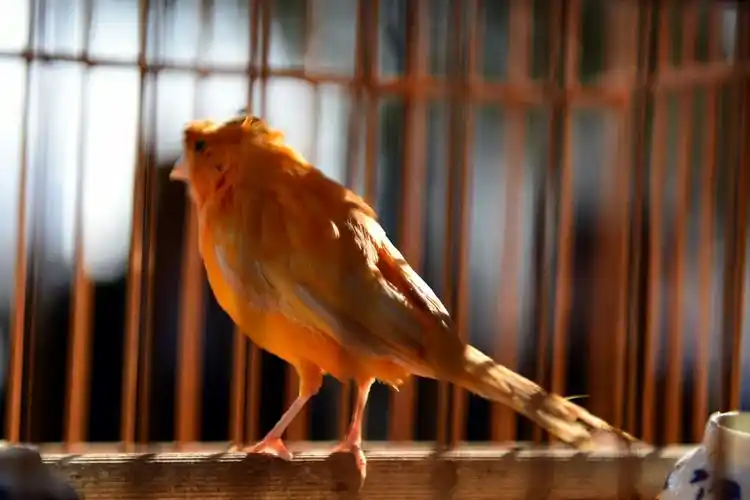 鸟 文图:紫影窈窕 写美篇           可是,当有一天,我们被放出笼子时