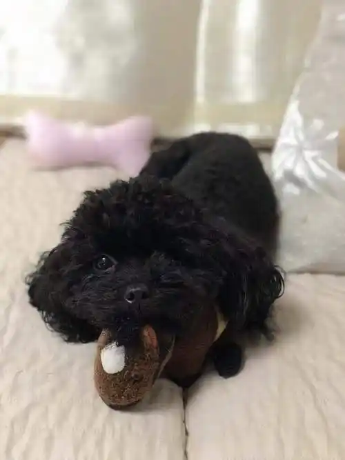 广州康王中路世纪广场西门丢失黑色母泰迪_酬谢_地点_宠物