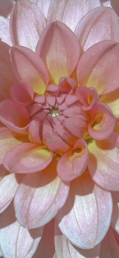 花朵手机漂亮鲜艳的壁纸