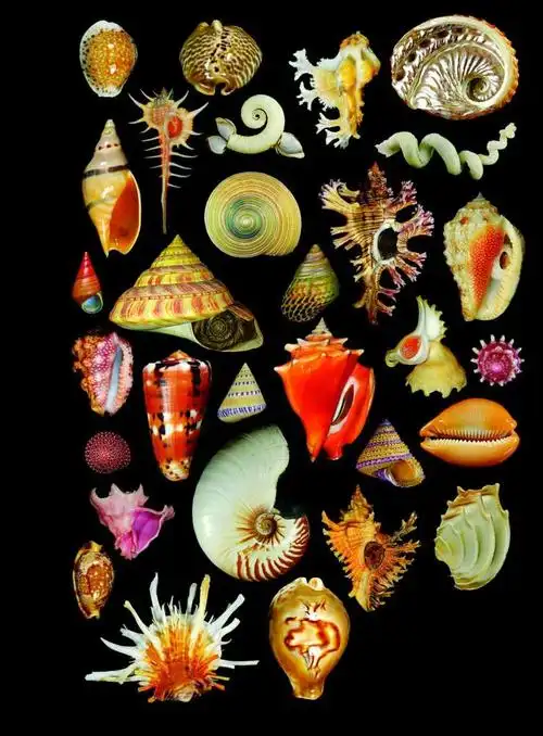 贝壳| 中国国家地理网