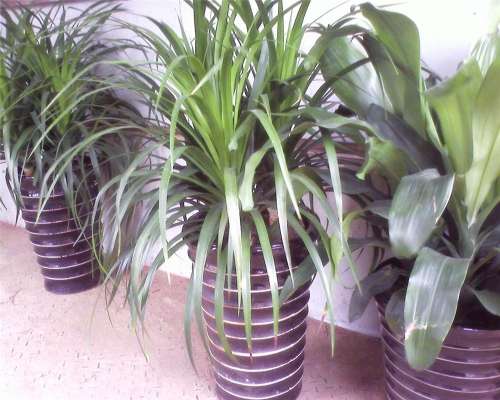 龙雪兰的养殖方法及注意事项