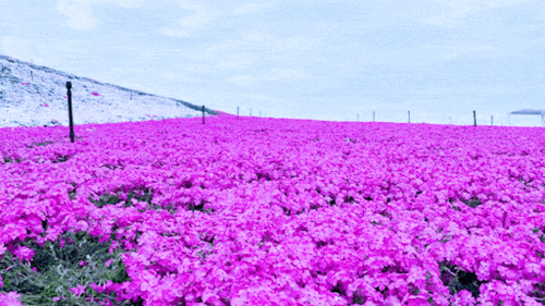 512_288gif 动态图 动图