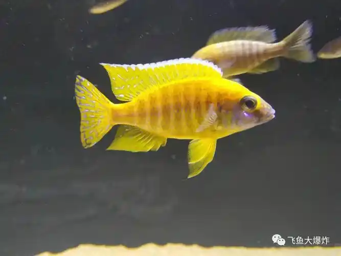 慈鲷档案三湖慈鲷马鲷金松鼠听说非洲老家亲戚数量告急