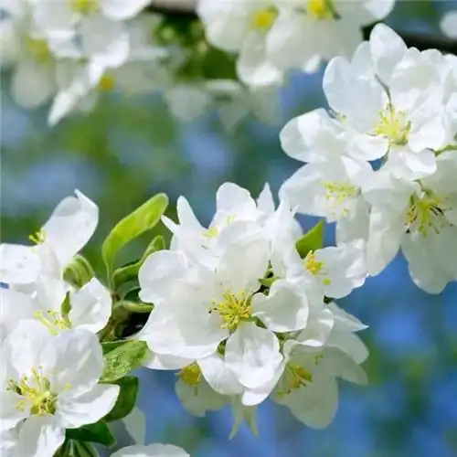 素雅清新花朵头像