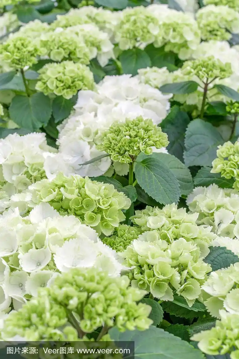 绿色绣球花的特写(绣球花macrophylla)在春天和夏天盛开在城市花园.