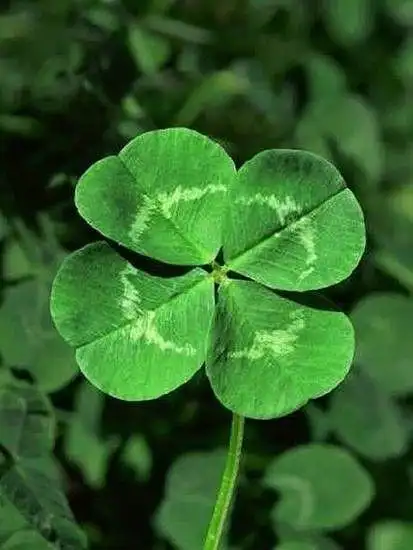 植物/花卉 每个人心中都有那一片四叶草~!