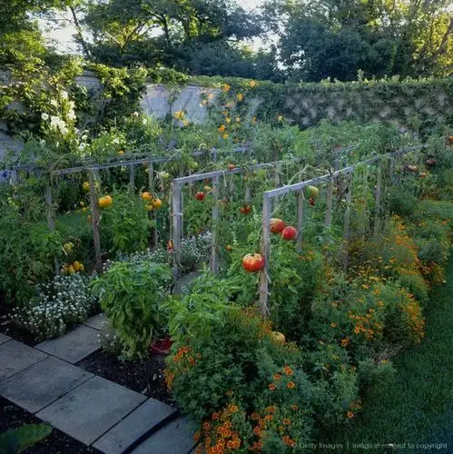 garden with tomatoes (solanum lycopersicum) underplanted with
