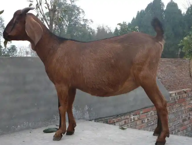 努比亚大耳朵山羊怎么养不容易死「干货」 -骁龙网