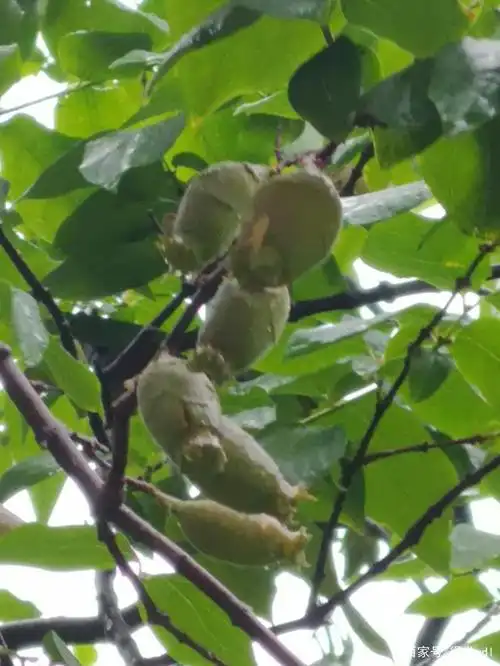 腊梅果(腊梅果实)