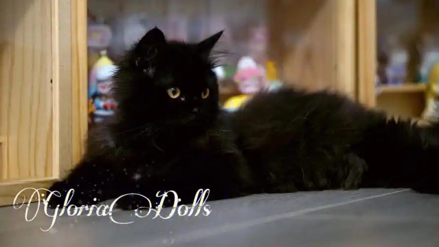 曼基康纯黑长腿弟弟33和77