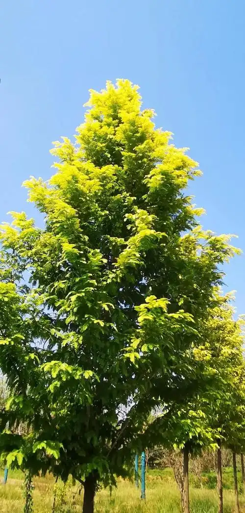 栽上这种行道树行走时一路黄金相伴