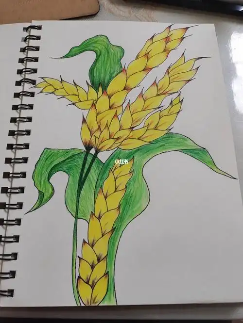 麦穗图彩铅
