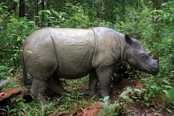苏门答腊犀牛唯一拥有两只角的犀牛最小的犀牛物种