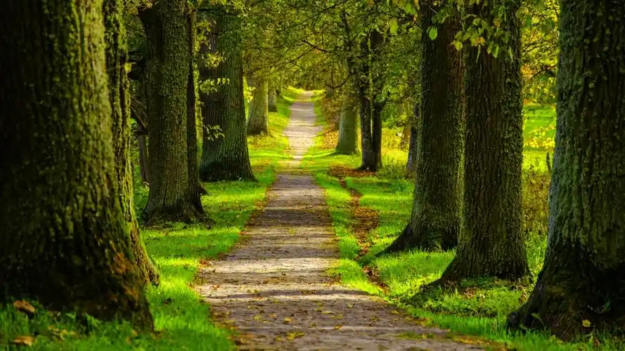 春天 公园 森林 道路 树木 4k风景壁纸_4k风景图片高清壁纸_墨鱼部落