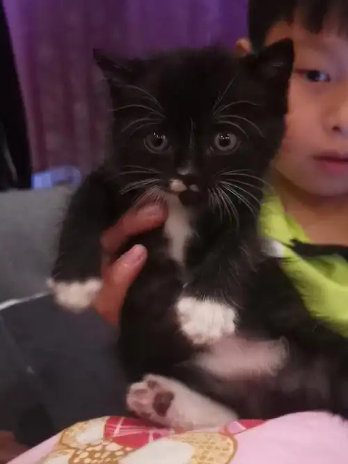 我家蓝猫和不知名土猫串的崽儿