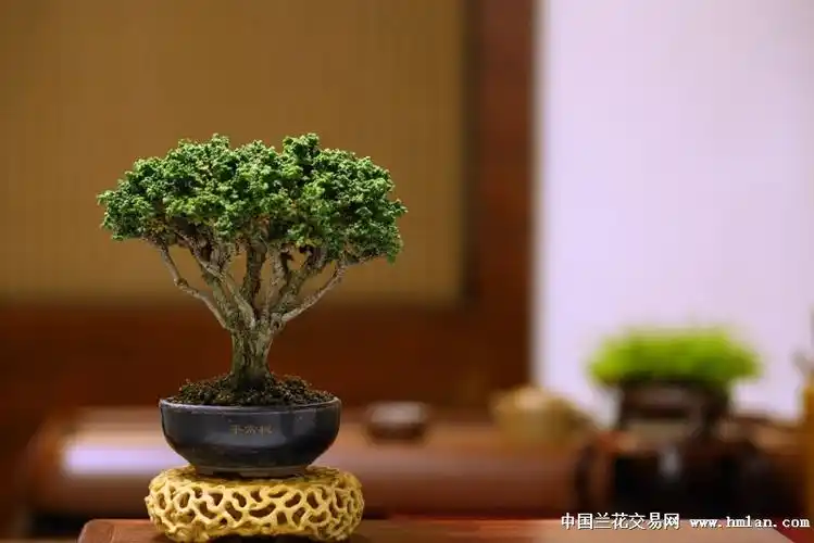 【平常杺】大树形石化桧~~~-盆景园艺-中国兰花交易网社区