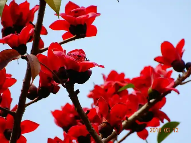其它 英雄树上艳丽的红棉花 写美篇木棉花又叫红棉花,是广州的市花.