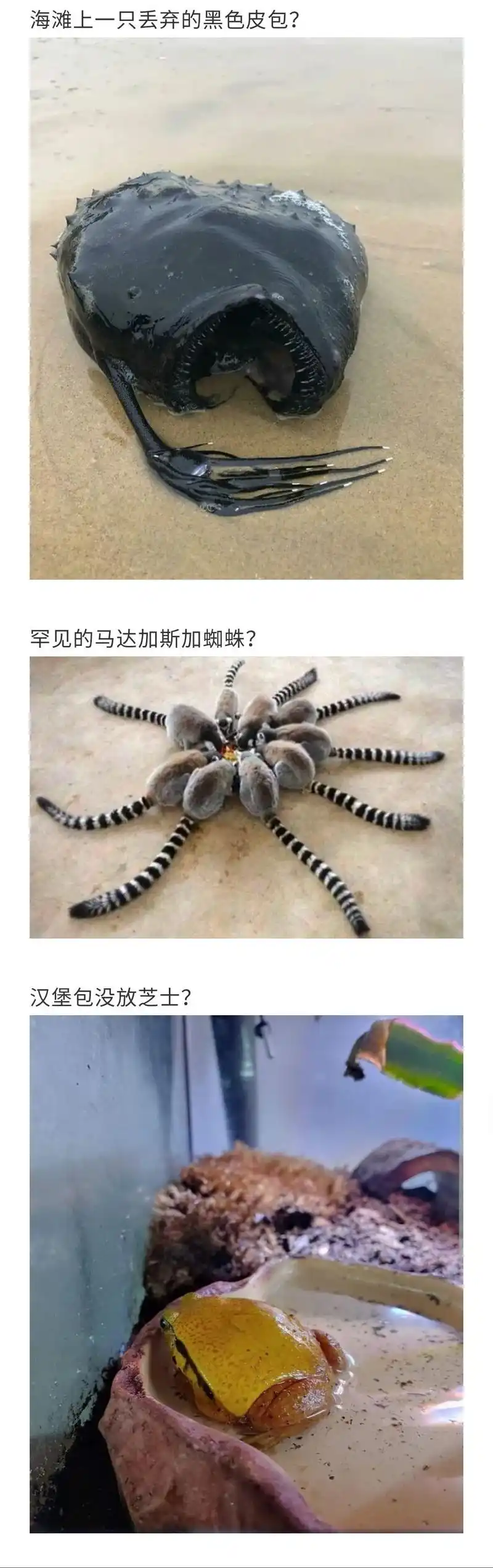 搞笑图片:第一眼绝对会看错的照片!不不信来挑战一下