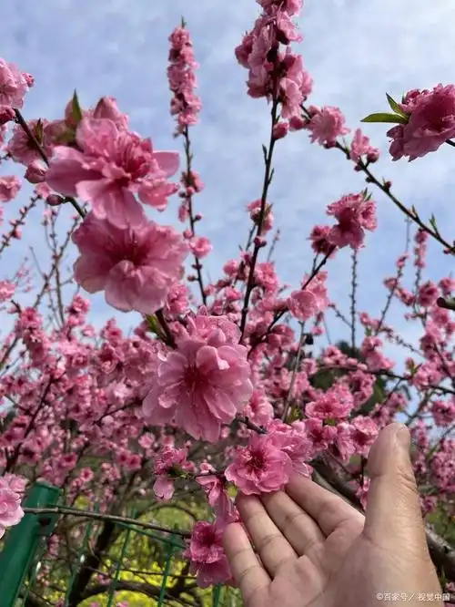 桃花开了!春天最美的一道风景线