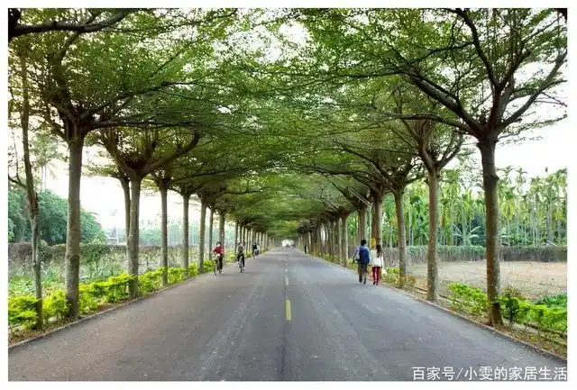 这些其实就是行道树,行道树是城市道路绿化中的骨干树种,对道路景观起