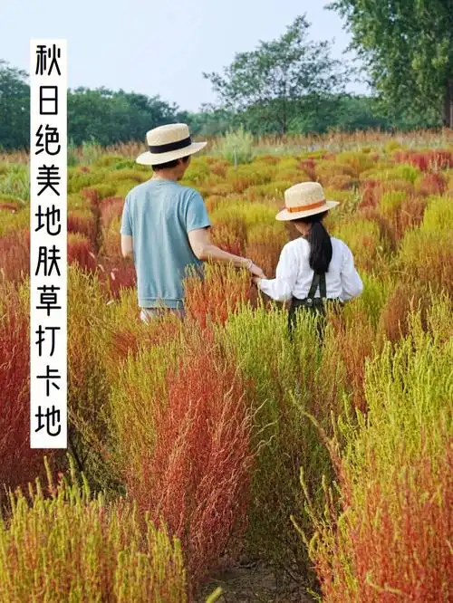 西安免费超火地肤草77挖红薯体验