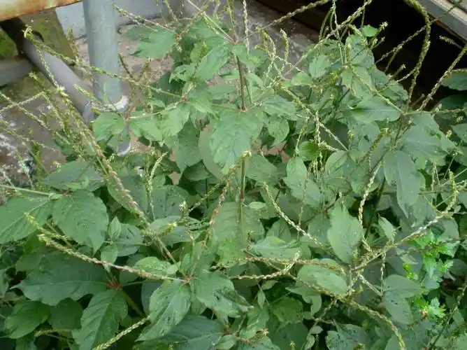 中药泽泻的功效和作用怎么用效果最好