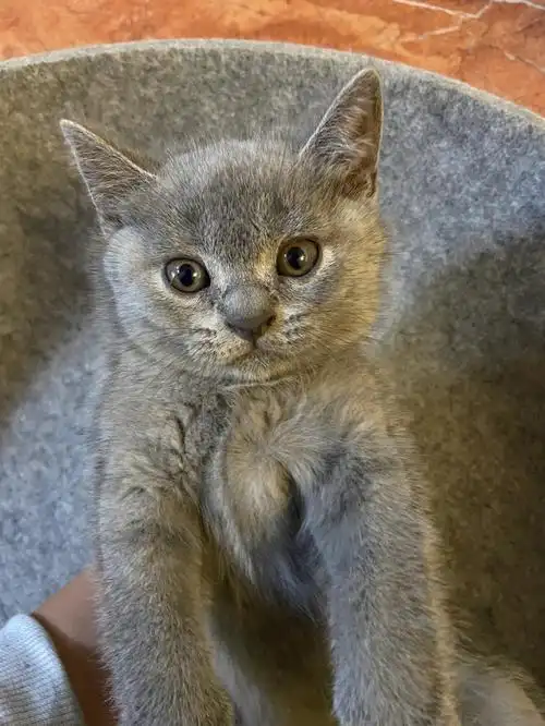 600的英短蓝猫送大别野送四个圈