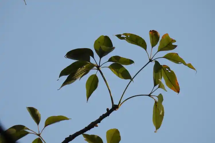 是木棉科,木棉属落叶大乔木,树皮灰白色,幼树的树干通常有圆锥状荡种