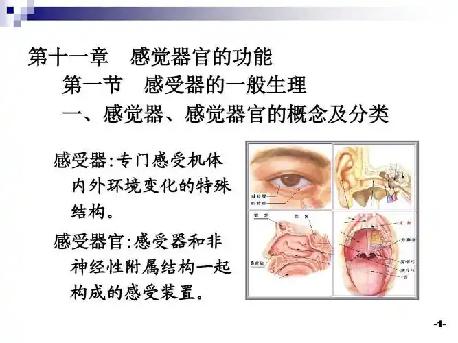 生理学 第十一章 感觉器官ppt