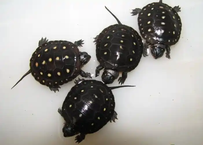 属中小型龟类,体长为10-13厘米,成年个体重约0.5千克.