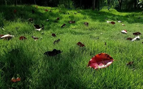 采撷生活的精彩,记录难忘的瞬间----手机里的100张照片