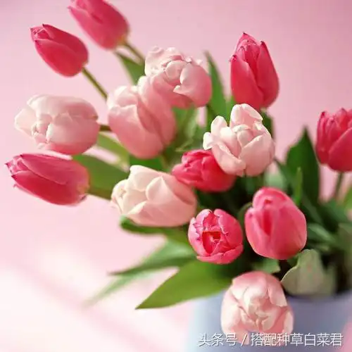 哪种鲜花的花语是开朗(哪种鲜花的花语是开朗的意思)